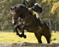 jumper Campino 342 (Hanoverian, 2004, from Cornet Obolensky)