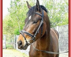 dressage horse Dopas G (Westphalian, 2011, from Deveraux 3)