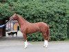 dressage horse First Class 86 (Hanoverian, 2011, from Fuechtels Floriscount OLD)