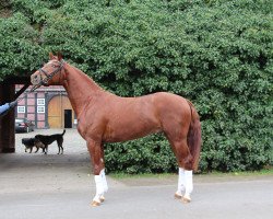 dressage horse First Class 86 (Hanoverian, 2011, from Fuechtels Floriscount OLD)