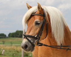 horse Emma (Haflinger, 2000, from Adolino)