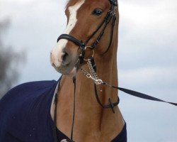 dressage horse Goffman (Danish Warmblood, 2007, from Grosso's Erbe)