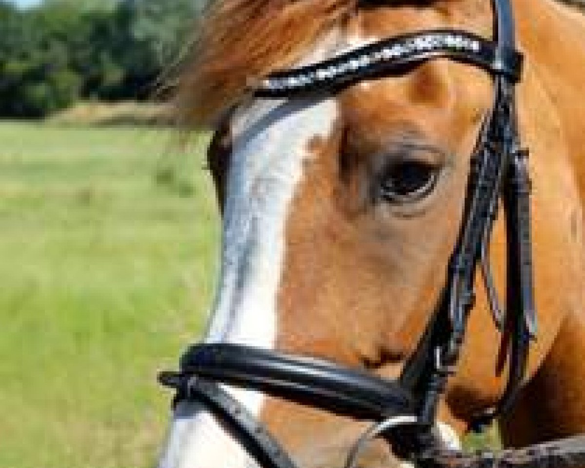 dressage horse Daily Sunshine 16 (German Riding Pony, 2010, from FS Don't Worry)