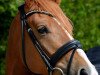 dressage horse Bodethal's Non Stop (German Riding Pony, 2011, from Speyksbosch Nelson)