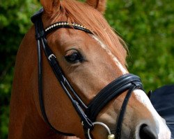 dressage horse Bodethal's Non Stop (German Riding Pony, 2011, from Speyksbosch Nelson)