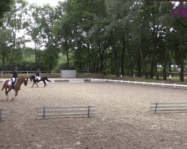 Reitturnier Heiden 2020