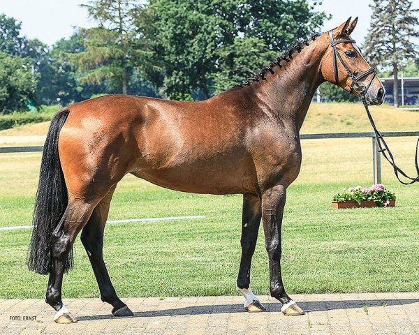 broodmare Ucella (Hanoverian, 2011, from Uccello)