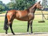 broodmare Ucella (Hanoverian, 2011, from Uccello)