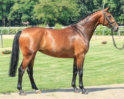 jumper Chiara Bella (Hanoverian, 2009, from Contendro I)