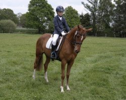 dressage horse Karla Bruni (German Riding Pony, 2011, from Jonker's Socrates)