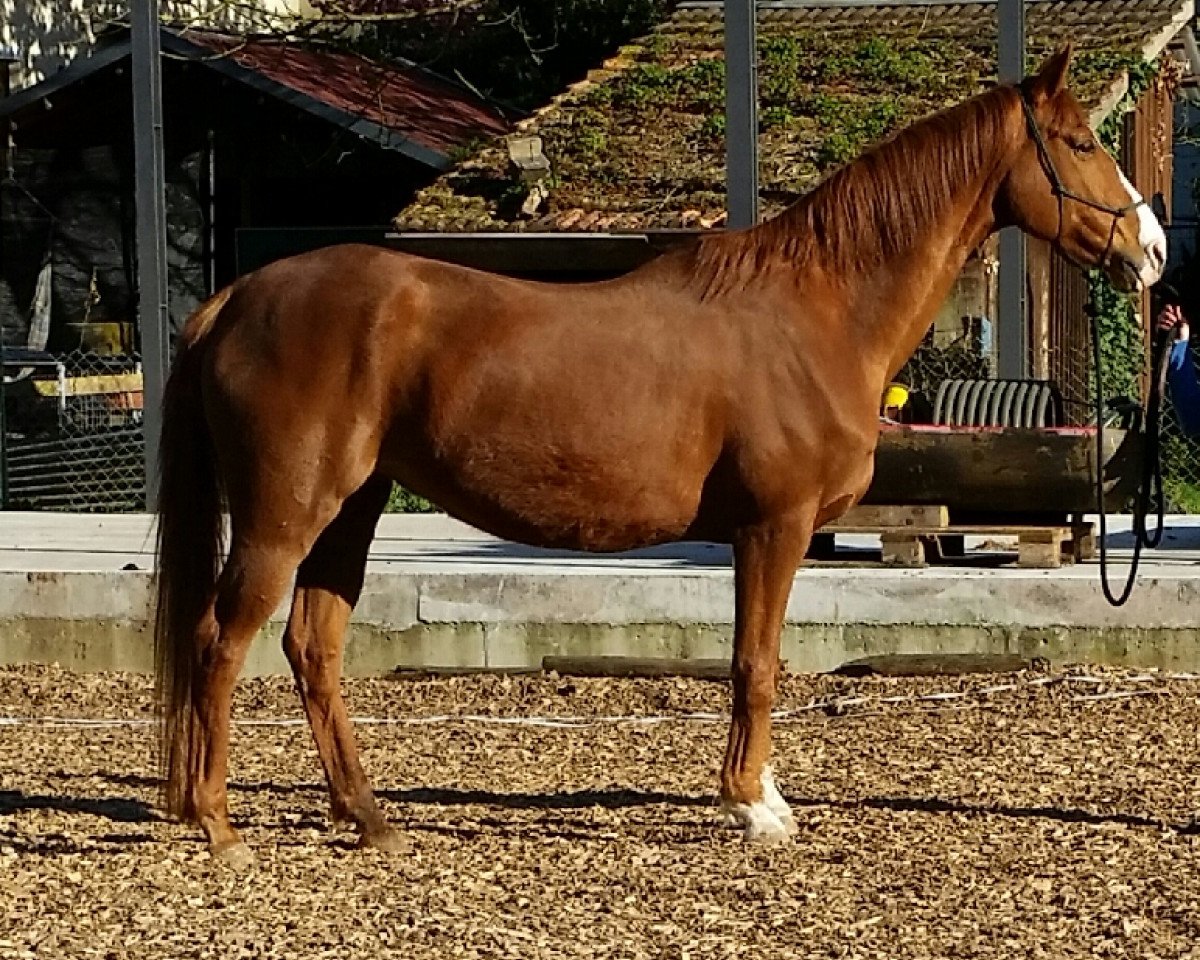 Zuchtstute Loropiana (Hannoveraner, 2001, von Londonderry)