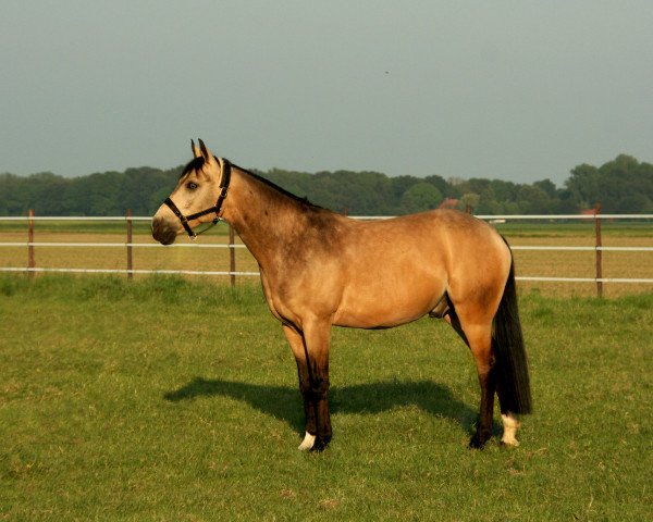 horse Cappuccino Master (German Riding Pony, 2008, from Cebulon)