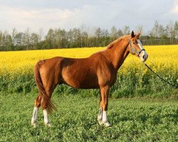 jumper Donnerwind 12 (German Sport Horse, 2009, from Delphi)