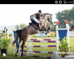 broodmare Lalique (Oldenburg show jumper, 2006, from Quidam's Rubin)