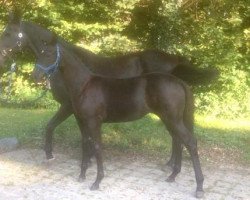 dressage horse Babett (Rhinelander, 2014, from Bodyguard 49)