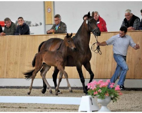 stallion Bacandillo K (Westphalian, 2015, from Baloutelli 2)