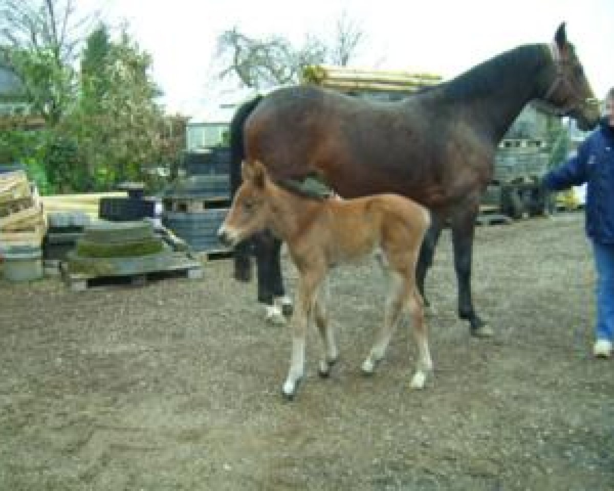 dressage horse Sinclair (Rhinelander, 2007, from Sorento OLD)