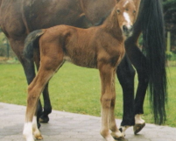 horse Jazzy Sinclair (Rhinelander, 2004, from Jazz Time)