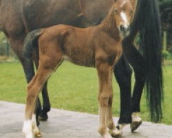 horse Jazzy Sinclair (Rhinelander, 2004, from Jazz Time)