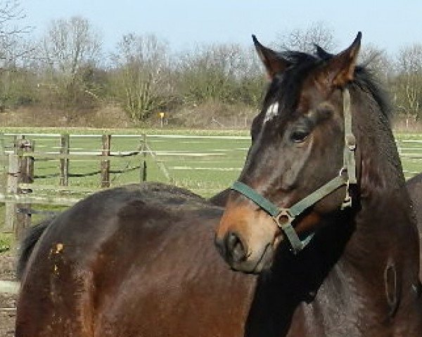 dressage horse For Sinclair (Rhinelander, 2010, from Floribot)
