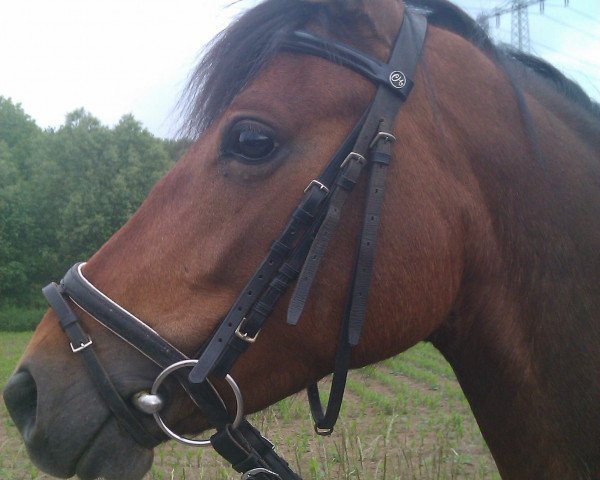 broodmare Naika (German Riding Pony, 2005, from Nagano)