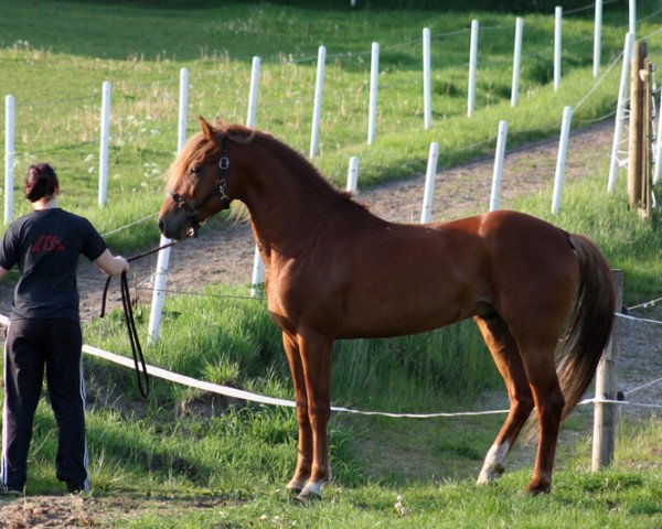 stallion BestBreed Mustang Hurricane (Mustang, 2008, from BestBreed Mustang Stormy)