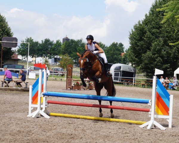 jumper Cinderella 682 (Hanoverian, 2006, from Chico's Boy)