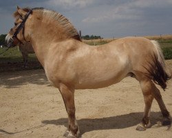 horse Tami (Fjord Horse, 1998, from Balony)