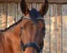 dressage horse Landjunge 73 (Holsteiner, 2004, from La Zarras 119 FIN)