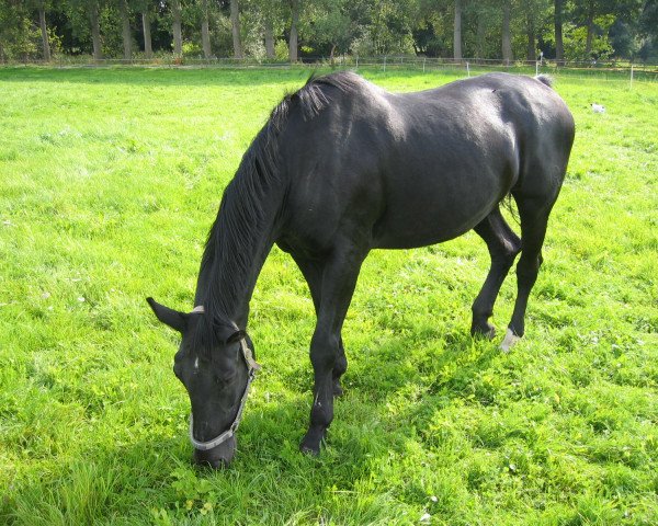 Zuchtstute Diana (Hessisches Warmblut, 1979, von Domedes)