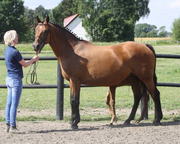 broodmare Wendy (Oldenburg, 1998, from Indoctro)
