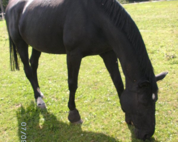 dressage horse Adjana 4 (German Warmblood, 1999, from Angard)