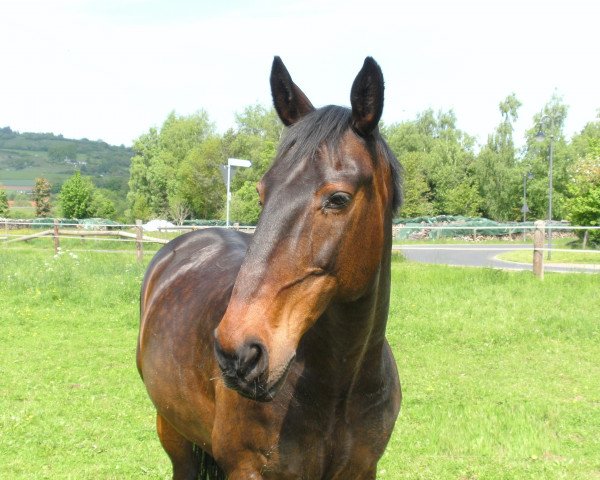 Pferd Escorial 87 (Hessisches Warmblut, 1989, von Exquisit)