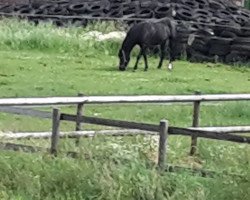 broodmare Elviera (German Riding Pony, 2003, from Renoir)