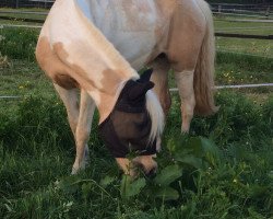 dressage horse Skarlet (Polish Pony, 2006, from Unbekannt PONY)