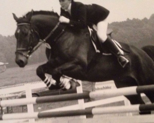 horse Burlington 2 (Noble Warmblood, 1982, from Brutus)