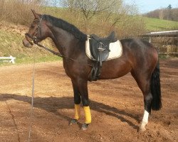 dressage horse Last Friday 13th (Zweibrücken, 2012, from Levado K)