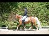 dressage horse Arvalon Rose of Shanon (Welsh-Cob (Sek. D), 2007, from Cwmmaddoc Appollo)