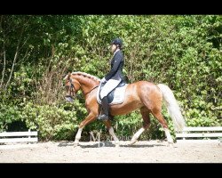 Dressurpferd Arvalon Rose of Shanon (Welsh-Cob (Sek. D), 2007, von Cwmmaddoc Appollo)