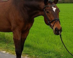 jumper Balou 727 (Czech Warmblood, 2006, from Baxte de Quettehou)