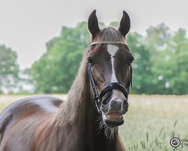 Dressurpferd Crugmelyn Domino (Welsh-Cob (Sek. D), 2005)