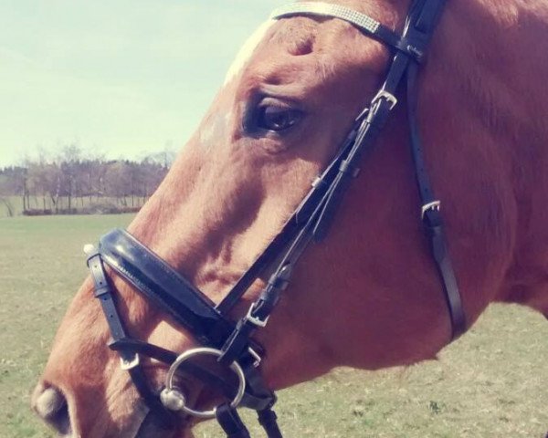 dressage horse Angelina D.H. (Hanoverian, 2015, from Alabaster)