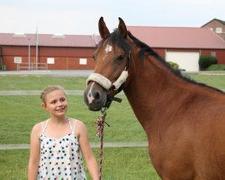 Pferd Kamina (Deutsches Reitpony, 2013, von Komet O)