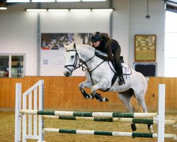 jumper Silverthorne (German Sport Horse, 2009, from Colorit)