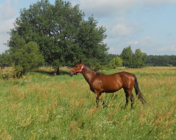 Pferd Schugga (Deutscher Traber, 2003, von Diamond Way (DE))