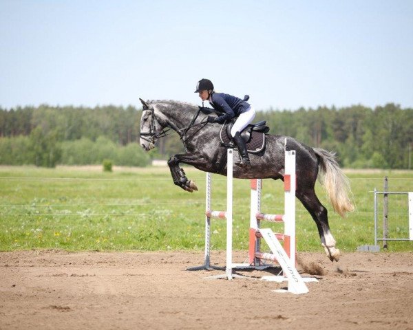 horse Ado (Latvian Warmblood, 2011)