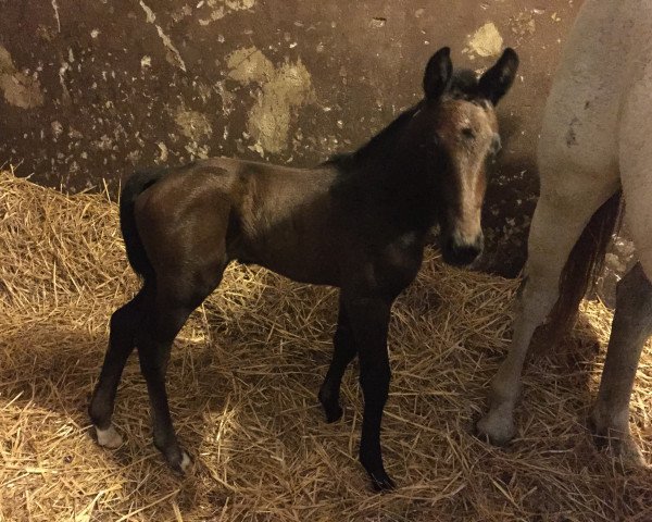 dressage horse Emperia (Sella Italiano, 2015, from Enzo Ferrari)