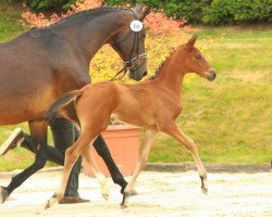 broodmare Königsinsel (Trakehner, 2015, from Icare d'Olympe AA)