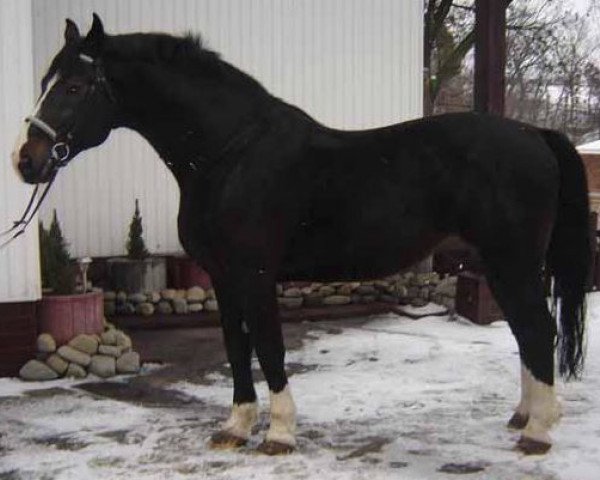 stallion Szwadron (Schlesier, 1993, from Bojkot)