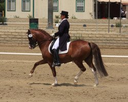 Deckhengst Chardonnay (Deutsches Reitpony, 1999, von Constantin)